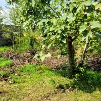 خانه قدیمی ۱۲۰۰ متری قابل تفکیک|فروش زمین و ملک کلنگی|خشکبیجار, |دیوار