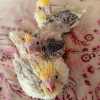 جوجه عروس هلندی سرلاکی