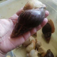 واگذاری حلزون در 3 اندازه به تعداد بالا