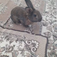 خرگوش نر ،یکونیم ساله