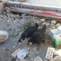 ۴عددبغلمون برنزه|حیوانات مزرعه|مشهد, یوسفیه (شهرک غرب)|دیوار