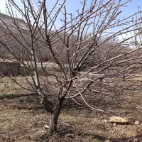 اسبارباغ انگوروهرنوع باغی