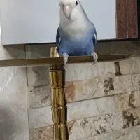 طوطی برزیلی