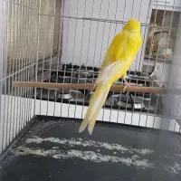 قناری رسمی بلند