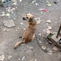نگهبان