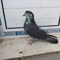 کبوتر تهرانی زوردار|پرنده|سرپل ذهاب, |دیوار