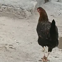 مرغ|حیوانات مزرعه|کرمان, |دیوار