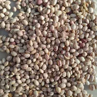 فروش لوبی چیتی|عمده‌فروشی|چادگان, |دیوار