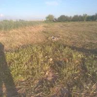 ملک-کلنگی