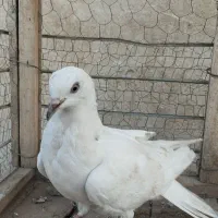 کبوتر پرشی|پرنده|بیستون, |دیوار