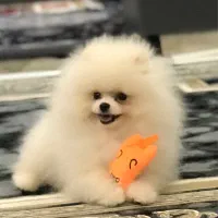 سگ پامر وارداتی ۵ماه