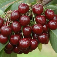 تولید و فروش انواع نهال اصلاح شده|خدمات باغبانی و درختکاری|شهریار, شهریار|دیوار