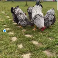 مرغ و خروس ویاندوت