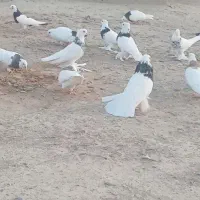 کبوتر طوقی|پرنده|هیدوچ, |دیوار