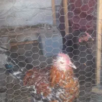 جوجه خروس و مرغ سیاه رنگ درشت