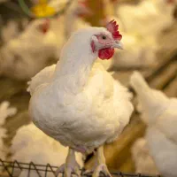 نفر تمام وقت مرغداری