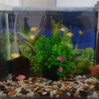 آکواریوم خم شرکتی|ماهی|الوند, |دیوار