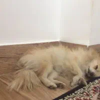 سگ ماده پامرانین|سگ|ایلام, |دیوار