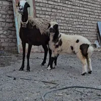 میش بره دار