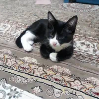 گربه|گربه|نسیم‌شهر, |دیوار