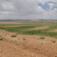 20 هکتار زمین کشاورزی با اب
