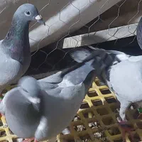 سبز بی خط ماده