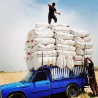 کاه جو خرمنکوبی درجه یک