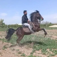 اسب نریان 4 ساله