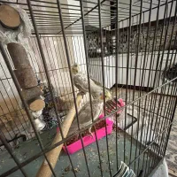 جوجه هلندی|پرنده|ری, شهرک نظامی|دیوار