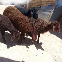 فروش بر نر