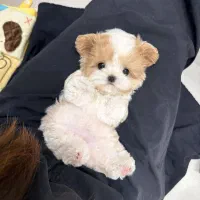 maltipoodle مالتیپودل|سگ|تهران, جنتآباد مرکزی|دیوار