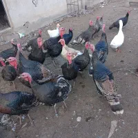 فروش بوقلمون