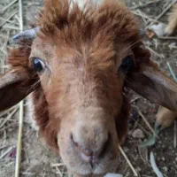 بره