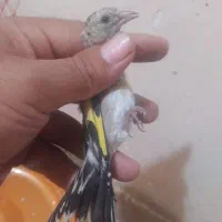 سهره جوجه قفس رسمی|پرنده|تبریز, |دیوار