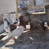 کبوترهوای|پرنده|مشهد, هفت تیر (نه دره)|دیوار