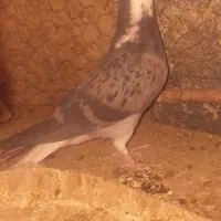 کفتر|پرنده|اصفهان, باتون|دیوار