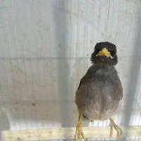 مرغ مینا سخنگو معاوضه با گرینچیک