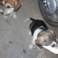 سگ سرابی اصیل|سگ|مشهد, شهید احمدی روشن|دیوار