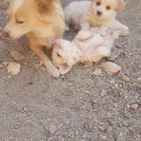 سگ اهلی سیتزو