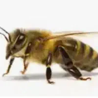 فروش زنبور عسل