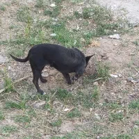 سگ شیواوا|سگ|بم, |دیوار