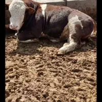 گوساله سیمینتال