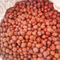 عناب باغات بیرجند