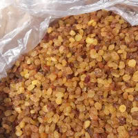 خرید وفروش کشمش افتابی ملایر