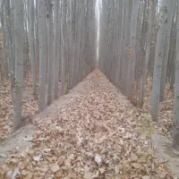 جشنواره خرید نهال کبوده نهالی کم آب ،(صنوبر )