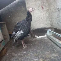 بوقلمون و خروس