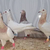 ۱۶تاسار گردن زرد همه نر|پرنده|مشهد, قائم|دیوار