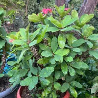 مرجان هلندی