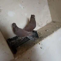 کبوتر راعبی پاپر|پرنده|خمینیشهر, |دیوار