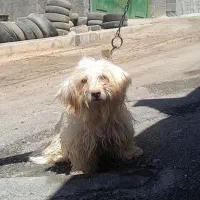 فروش سگ خونگی